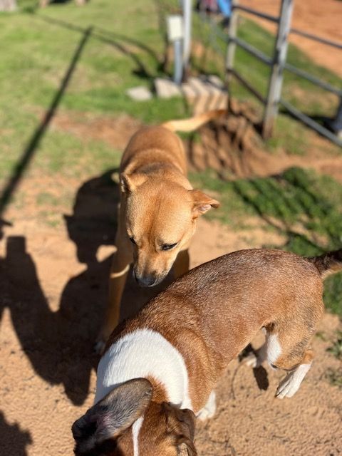 Jill, a Adoptable mixed breed in Paradise, TX image 2/2