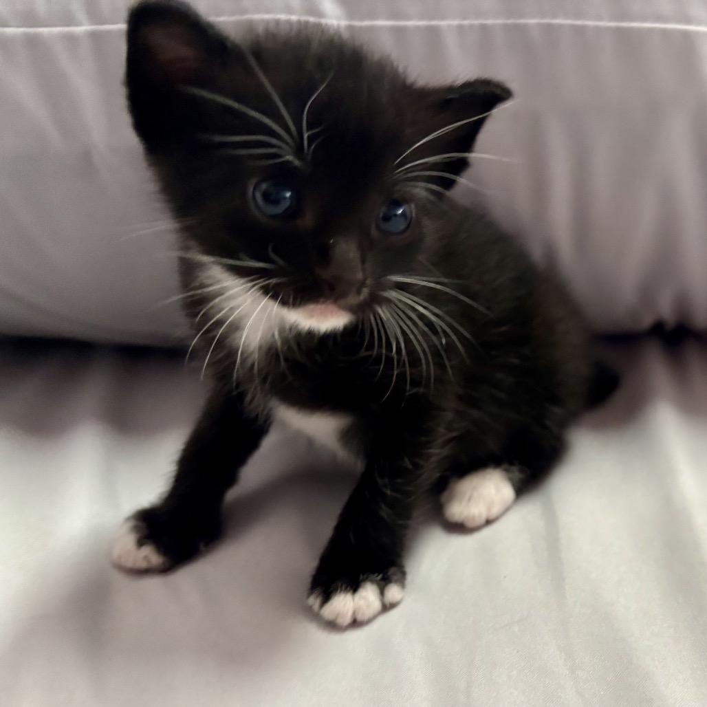 Nubbs, Adoptable, Kitten Female Domestic Short Hair.