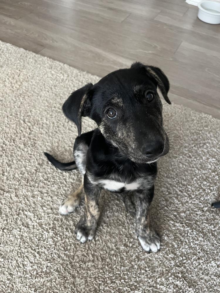 Enlarge Todd, a Adoptable mixed breed in Denver, CO image 1/6