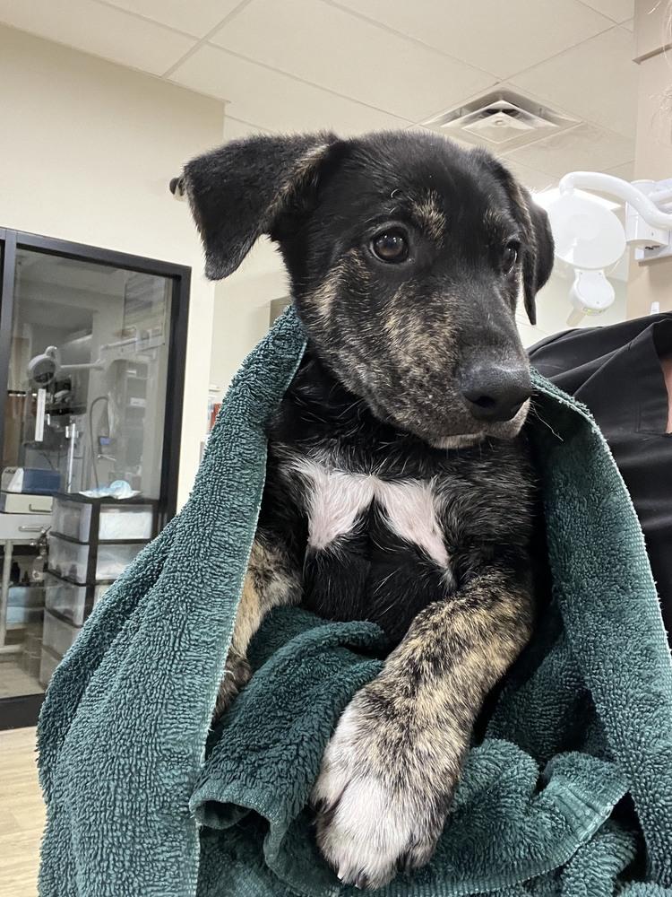 Enlarge Todd, a Adoptable mixed breed in Denver, CO image 2/6