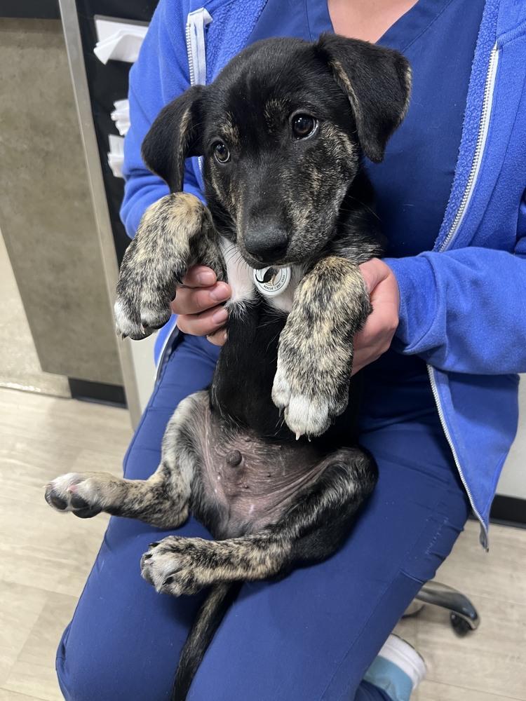 Enlarge Todd, a Adoptable mixed breed in Denver, CO image 3/6