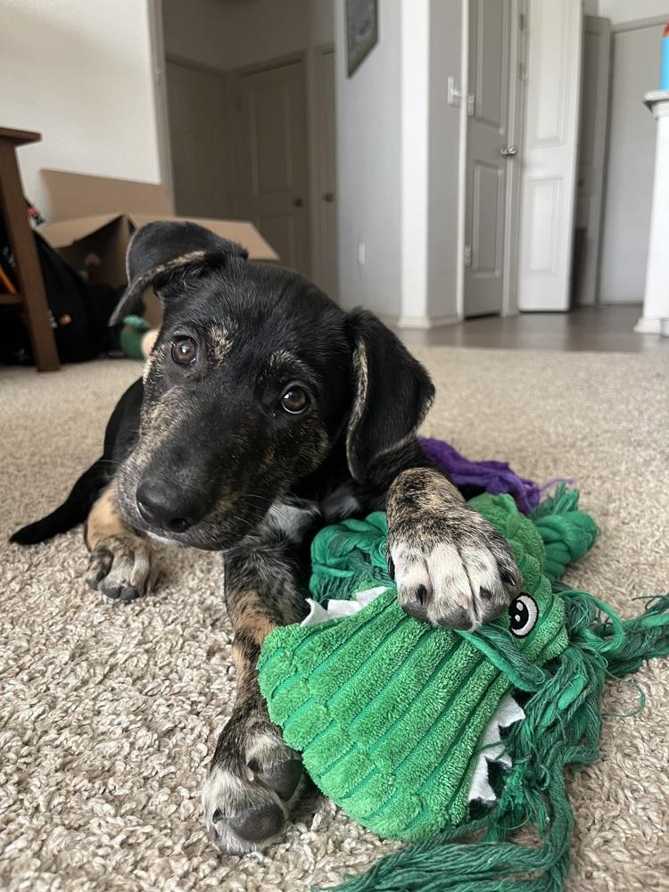 Enlarge Todd, a Adoptable mixed breed in Denver, CO image 4/6