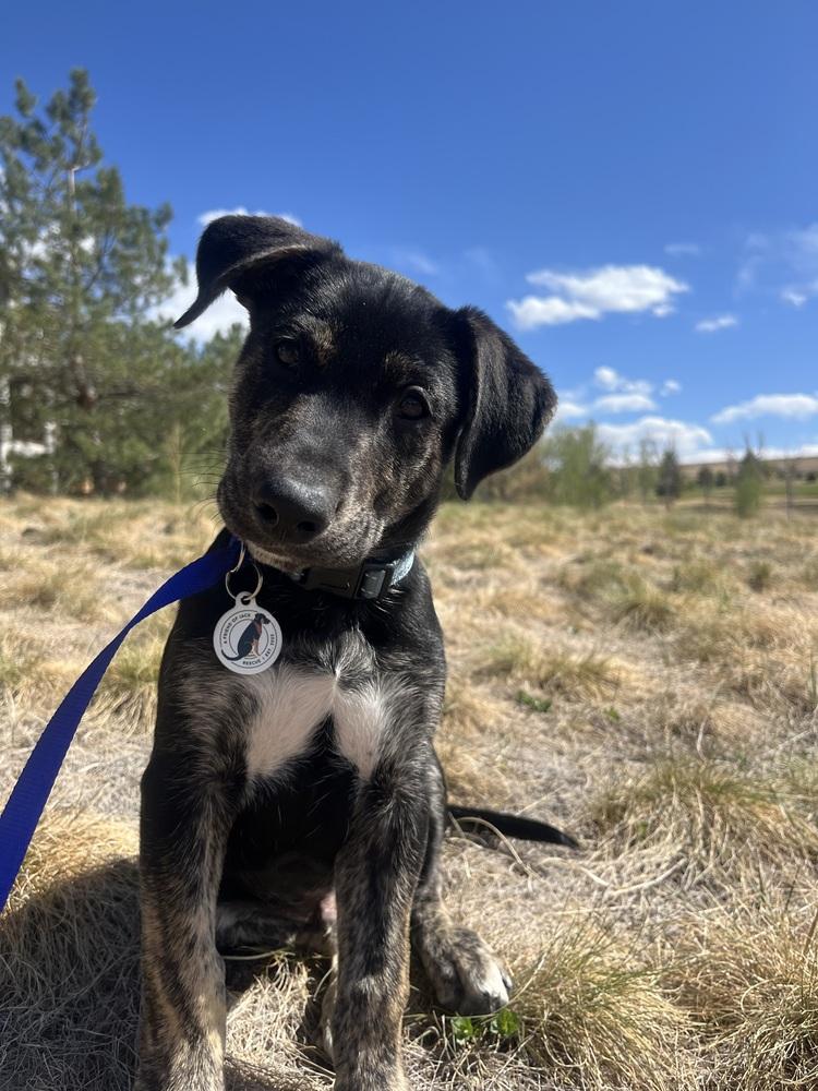 Enlarge Todd, a Adoptable mixed breed in Denver, CO image 5/6