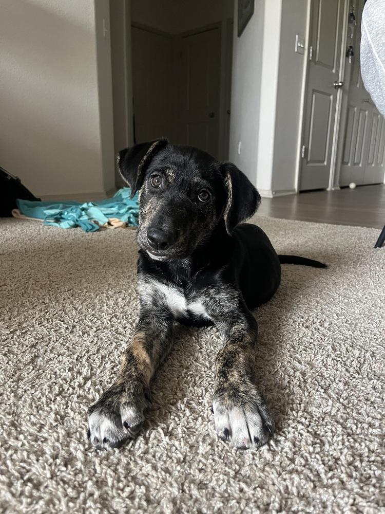 Enlarge Todd, a Adoptable mixed breed in Denver, CO image 6/6