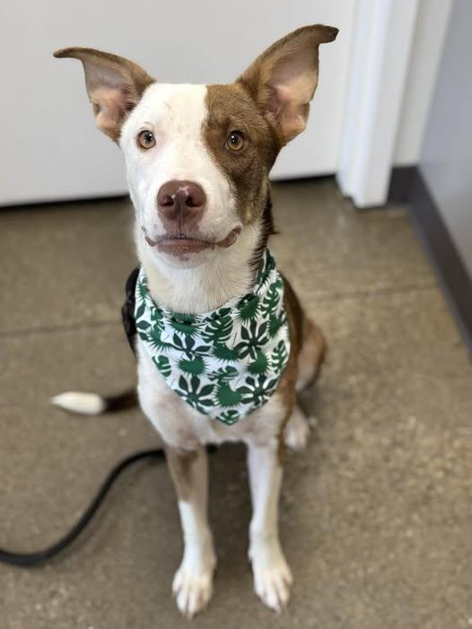 Mojo, Adoptable, Young Male Australian Shepherd.