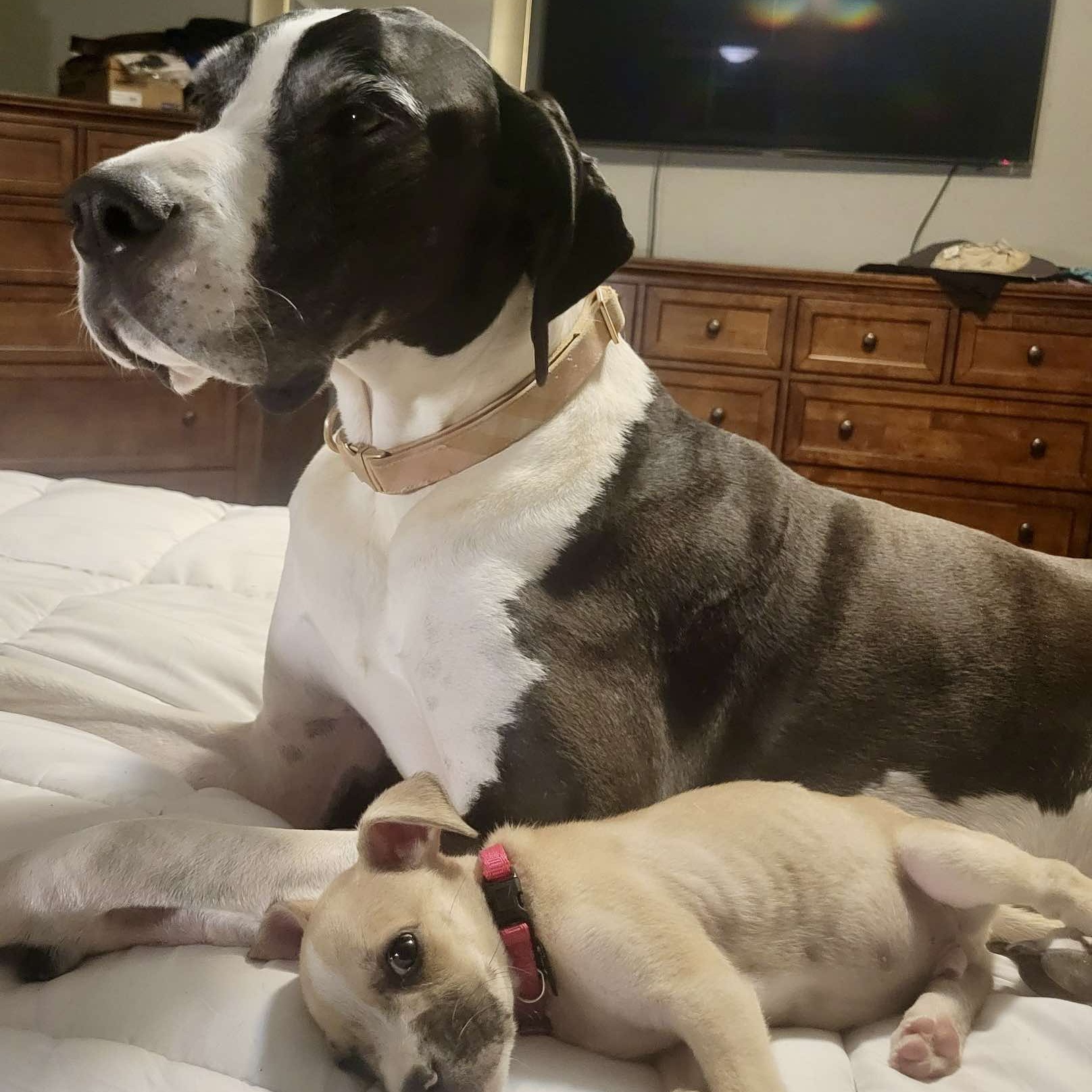 Willow, Adopted, Adult Female Great Dane.