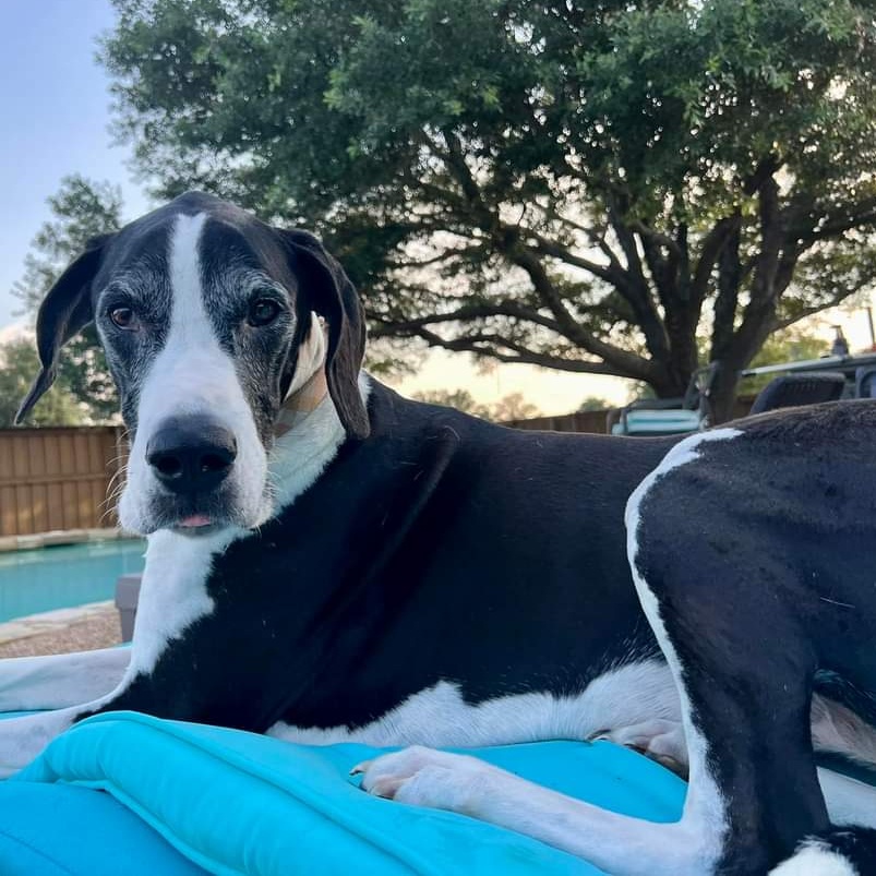 Enlarge Willow, a Adopted Great Dane in Wylie, TX image 4/7