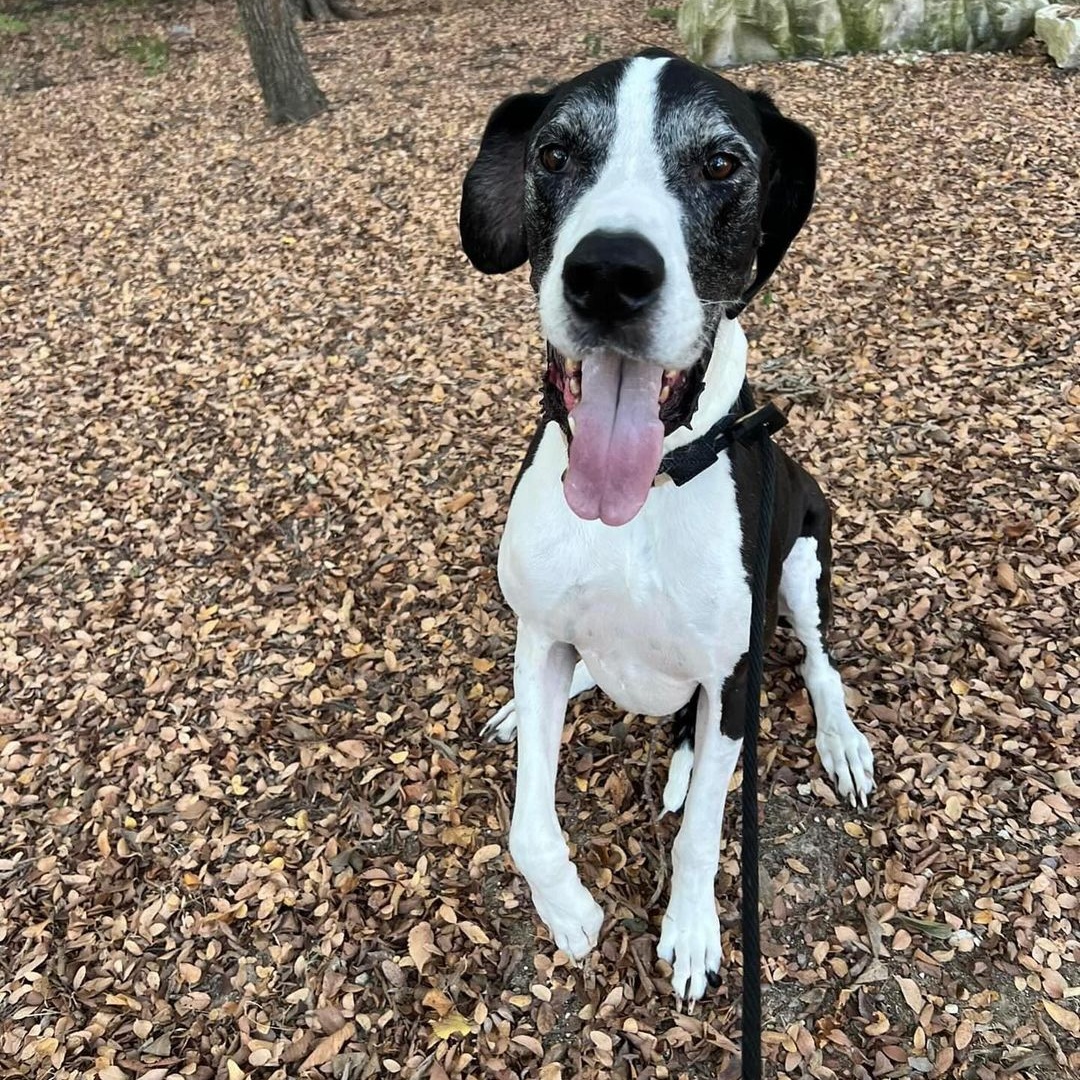 Enlarge Willow, a Adopted Great Dane in Wylie, TX image 6/7