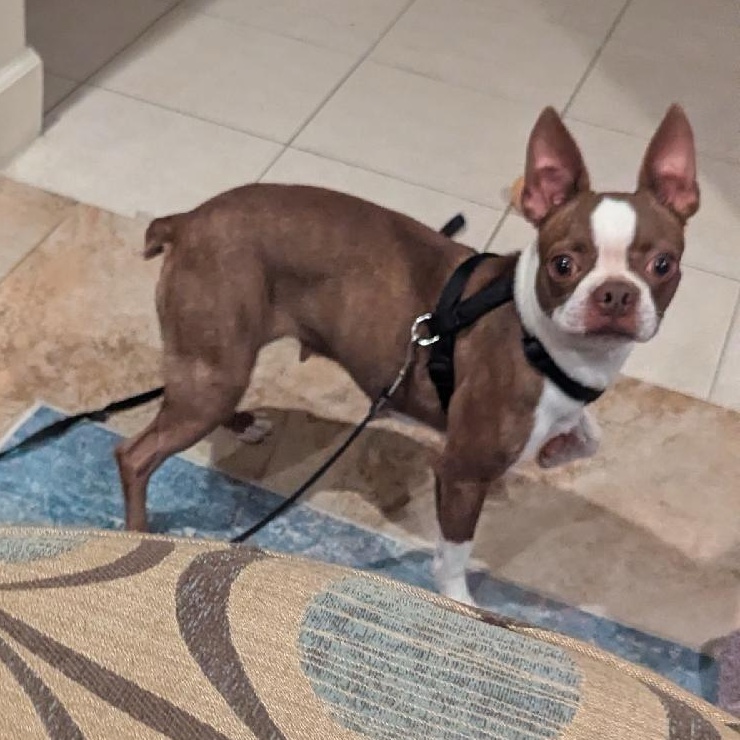 Enlarge Becca - pending, a Adoptable Boston Terrier in Elkhorn, NE image 2/6