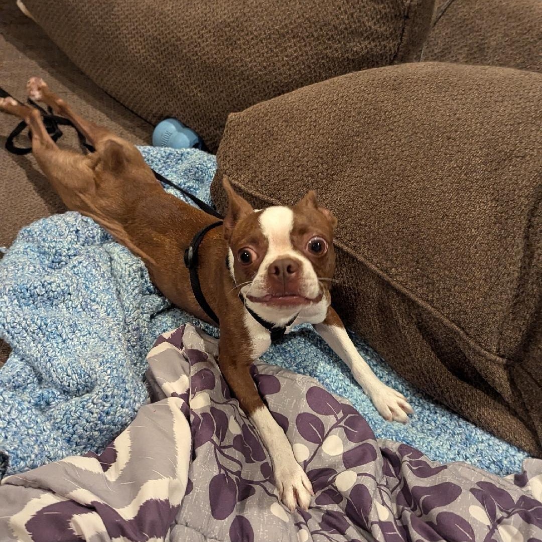 Enlarge Becca - pending, a Adoptable Boston Terrier in Elkhorn, NE image 3/6