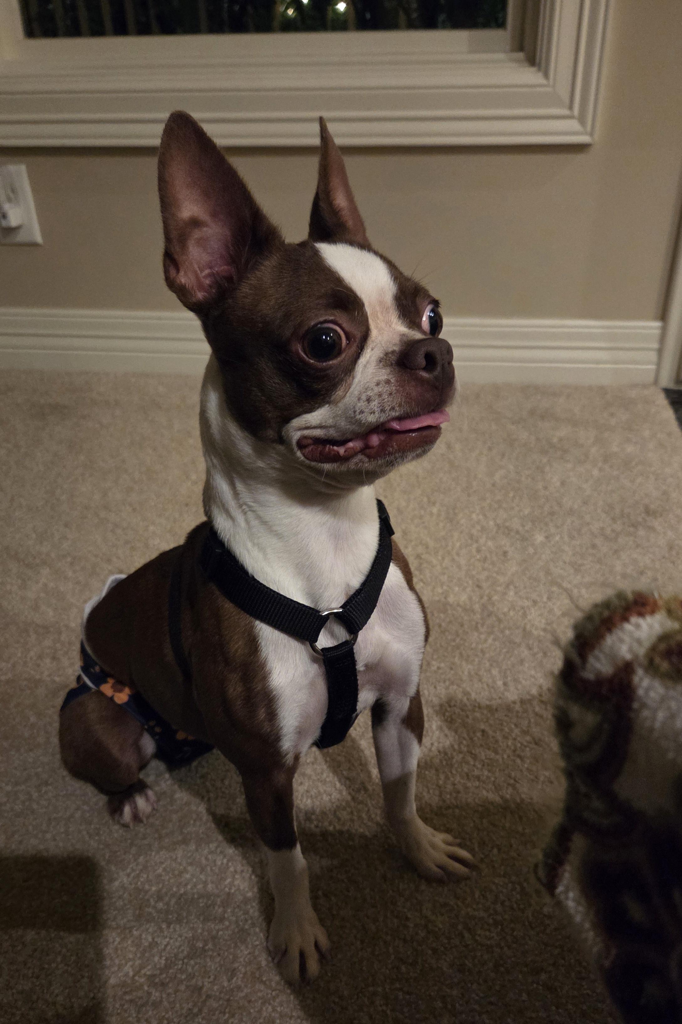 Enlarge Becca - pending, a Adoptable Boston Terrier in Elkhorn, NE image 5/6
