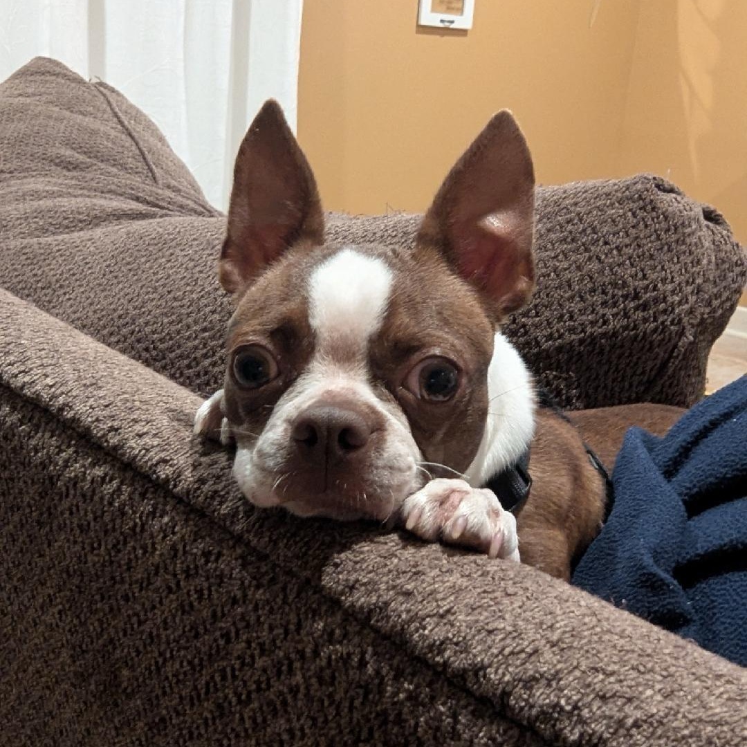 Becca - pending, Adoptable, Adult Female Boston Terrier.