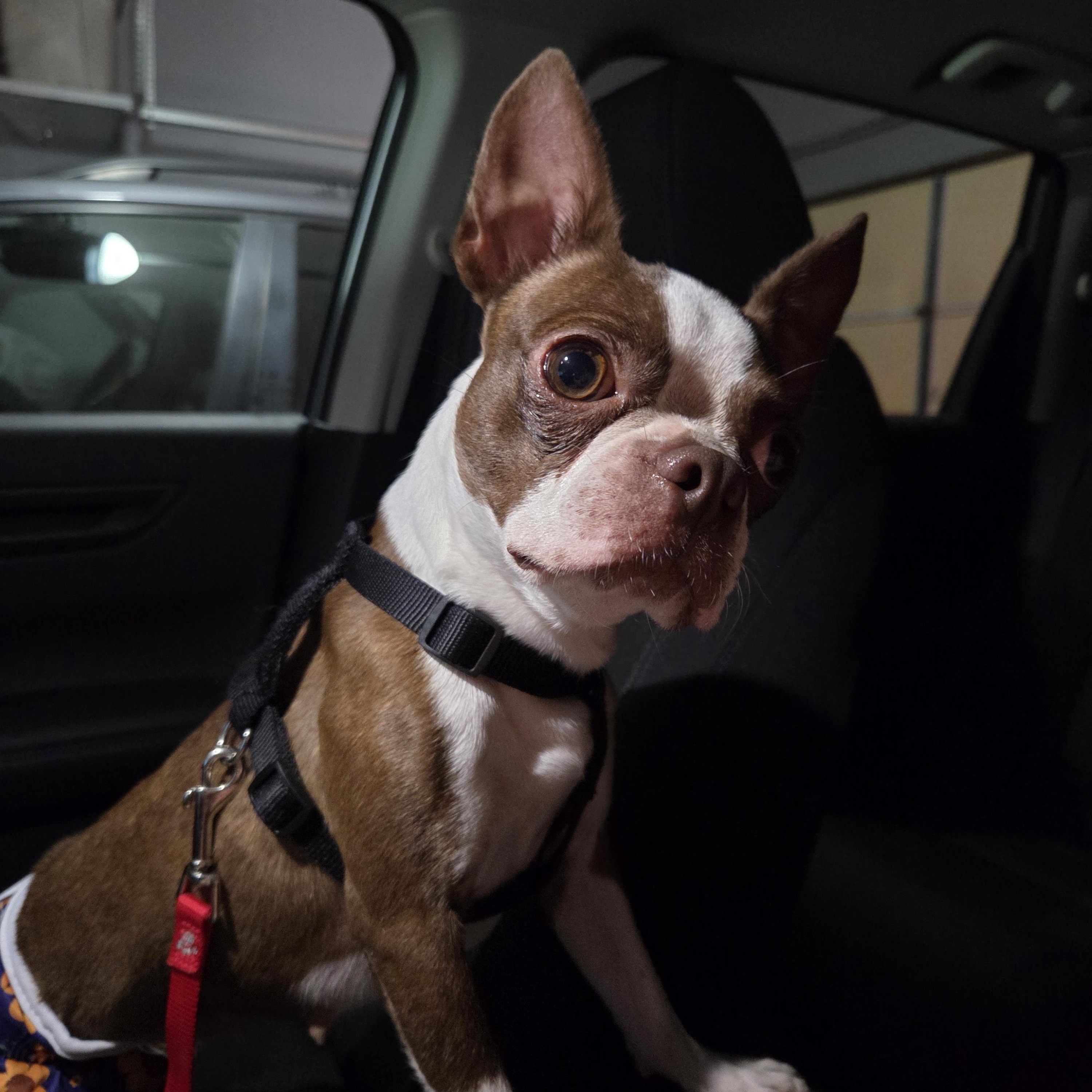 Enlarge Becca - pending, a Adoptable Boston Terrier in Elkhorn, NE image 6/6
