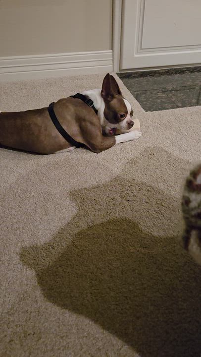 Enlarge Becca - pending, a Adoptable Boston Terrier in Elkhorn, NE video 4/6