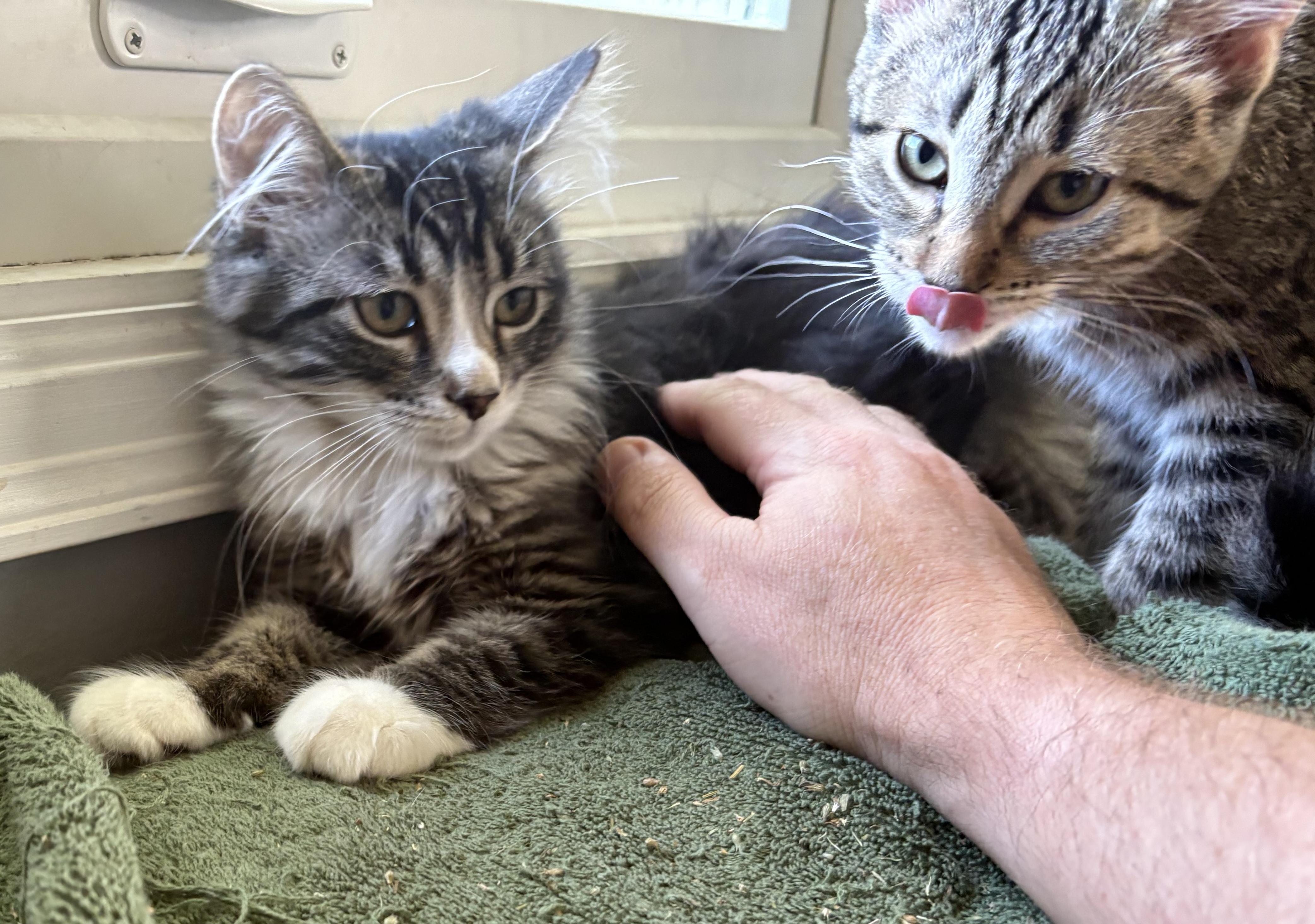 Enlarge Bell, an adopted Domestic Medium Hair in Blaine, MN image 4/4