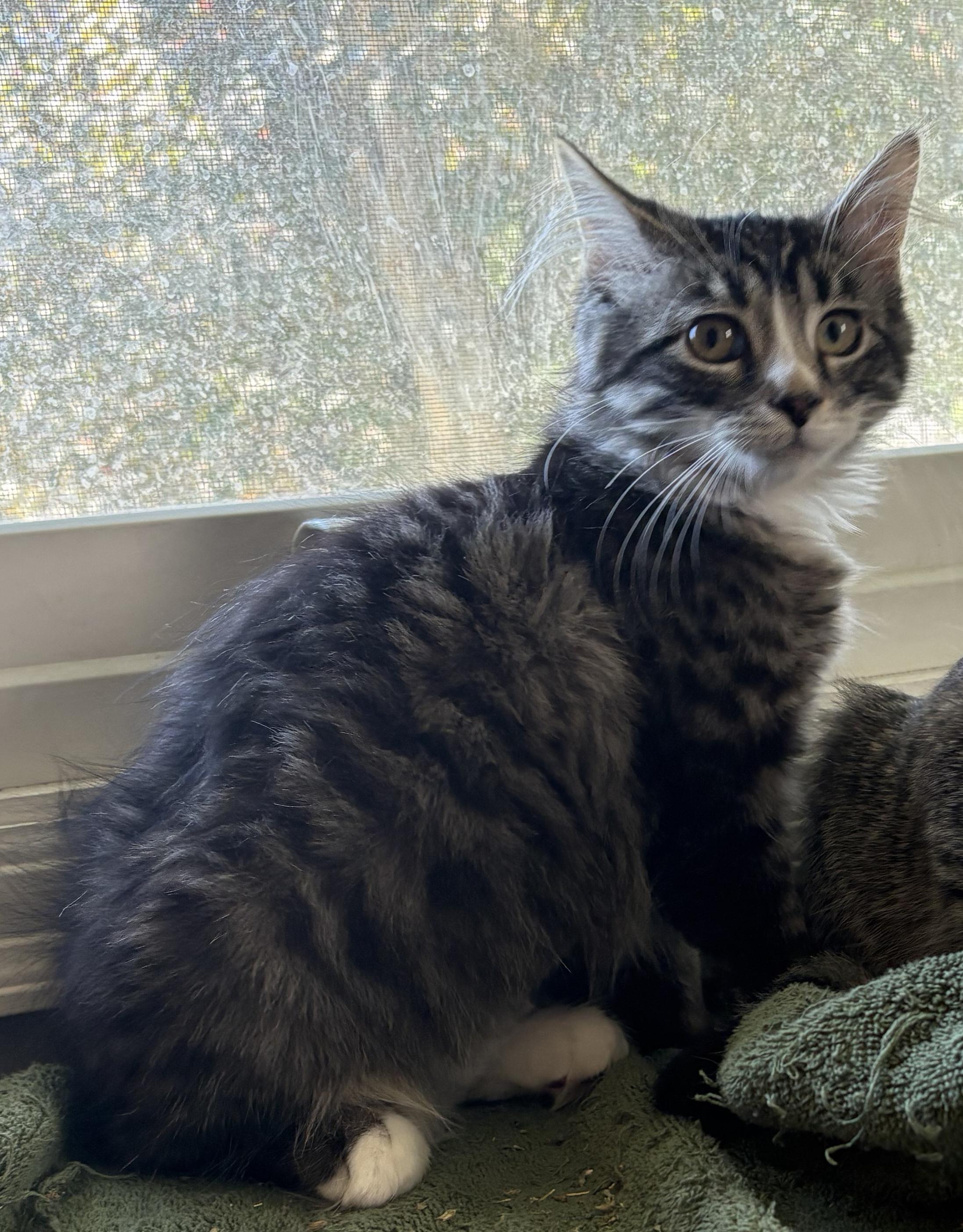 Enlarge Bell, an adopted Domestic Medium Hair in Blaine, MN image 2/4