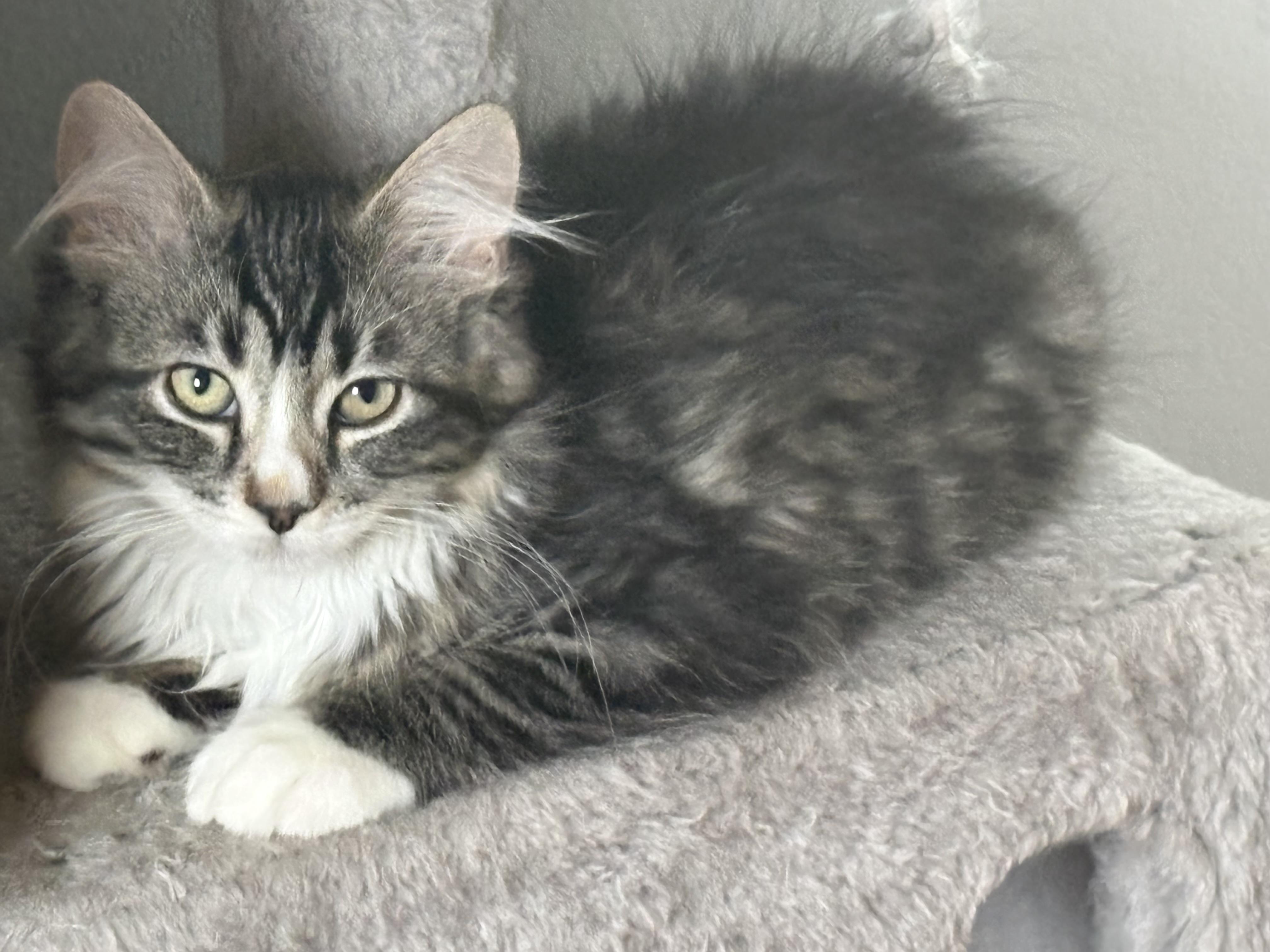 Bell, adopted, Kitten Female Domestic Medium Hair.