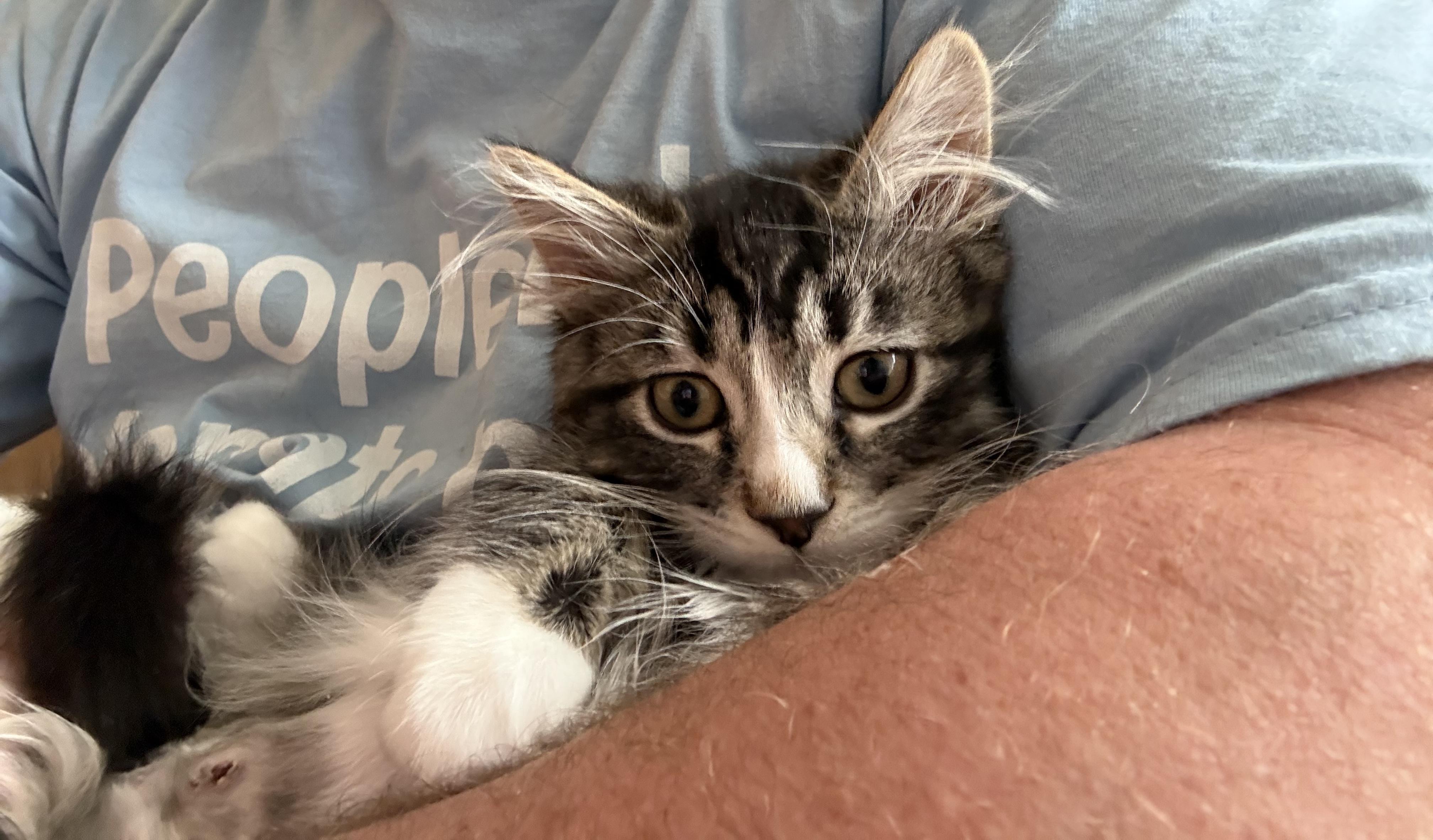 Enlarge Bell, an adopted Domestic Medium Hair in Blaine, MN image 3/4