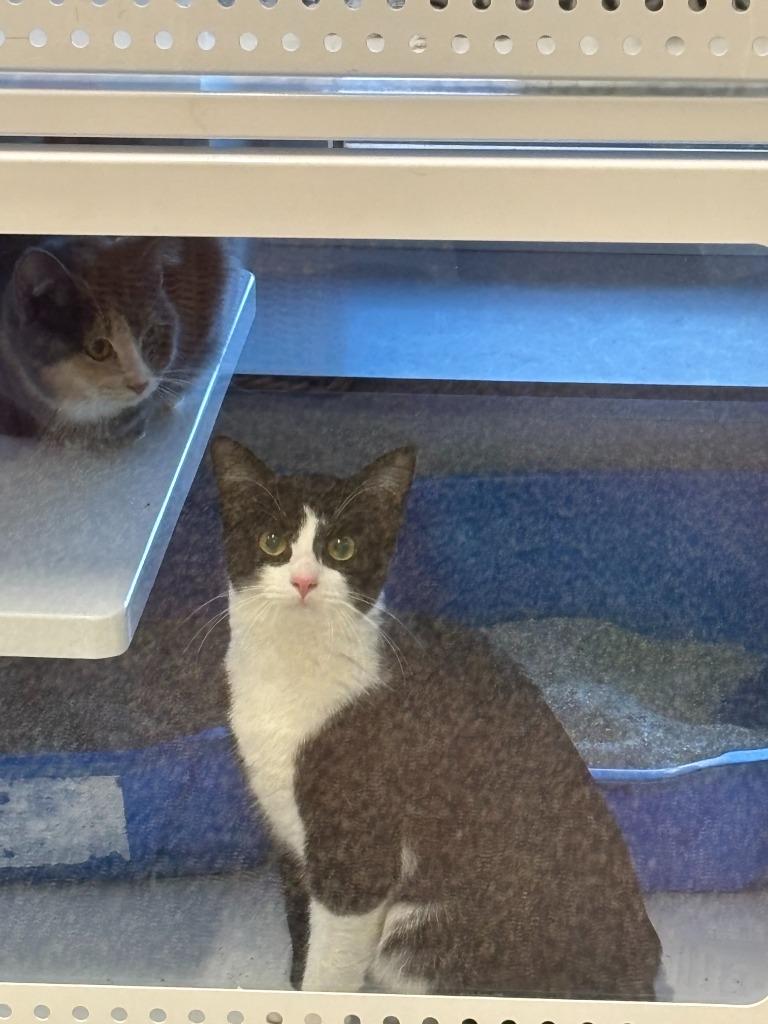 Enlarge Ethel Tux, a Adoptable Domestic Short Hair in Mustang, OK image 1/1