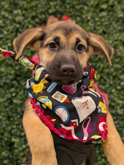Jumba, an adoptable Shepherd Mix in Enfield, CT_image-1
