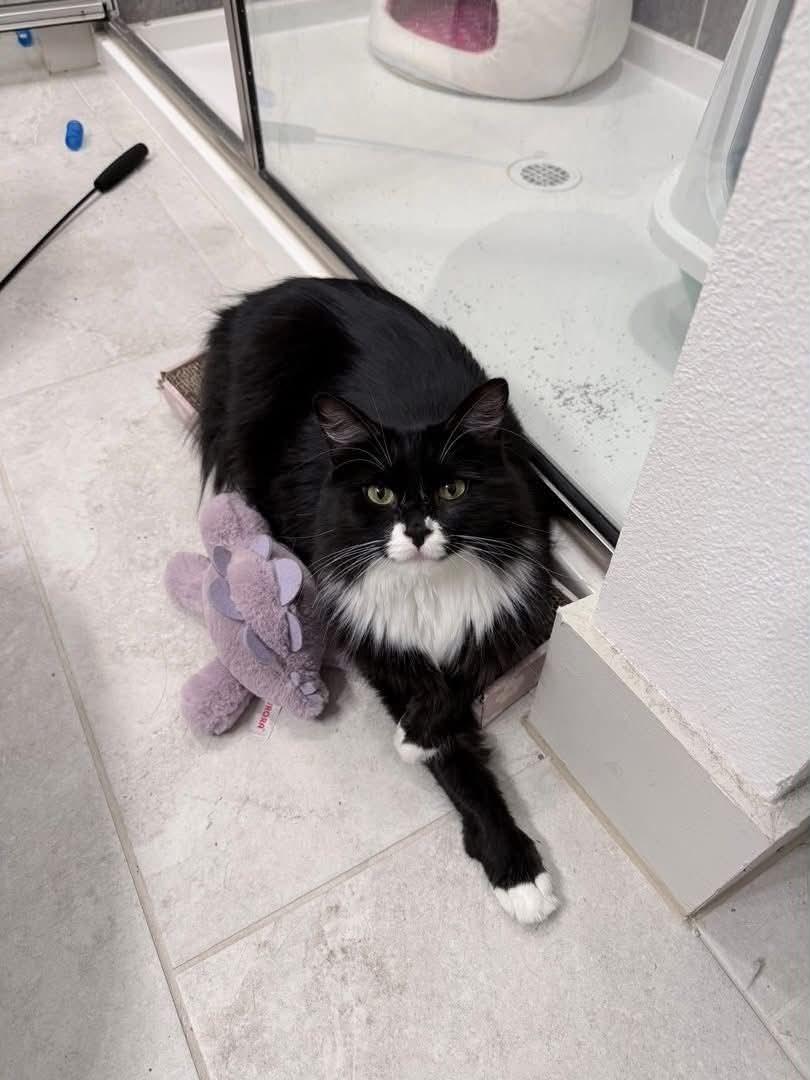 Molly, ADOPTABLE, Adult Female Domestic Medium Hair.