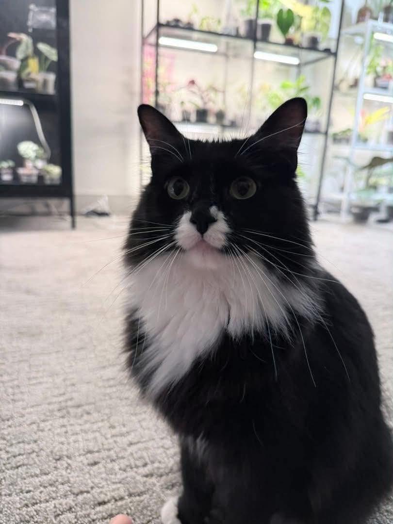 Molly, a ADOPTABLE Domestic Medium Hair in Mansfield, TX image 2/2