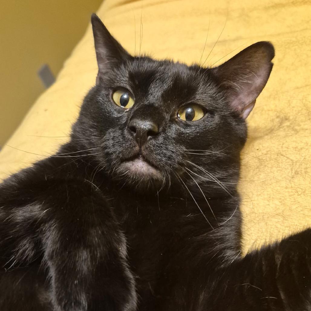 Percy, a Adoptable Domestic Short Hair in Medina, OH image 1/3