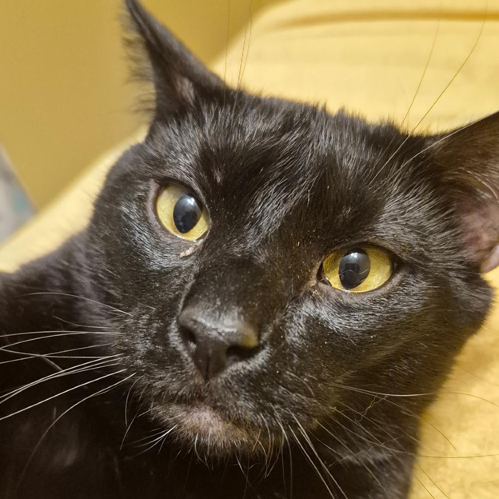 Percy, a Adoptable Domestic Short Hair in Medina, OH image 2/3
