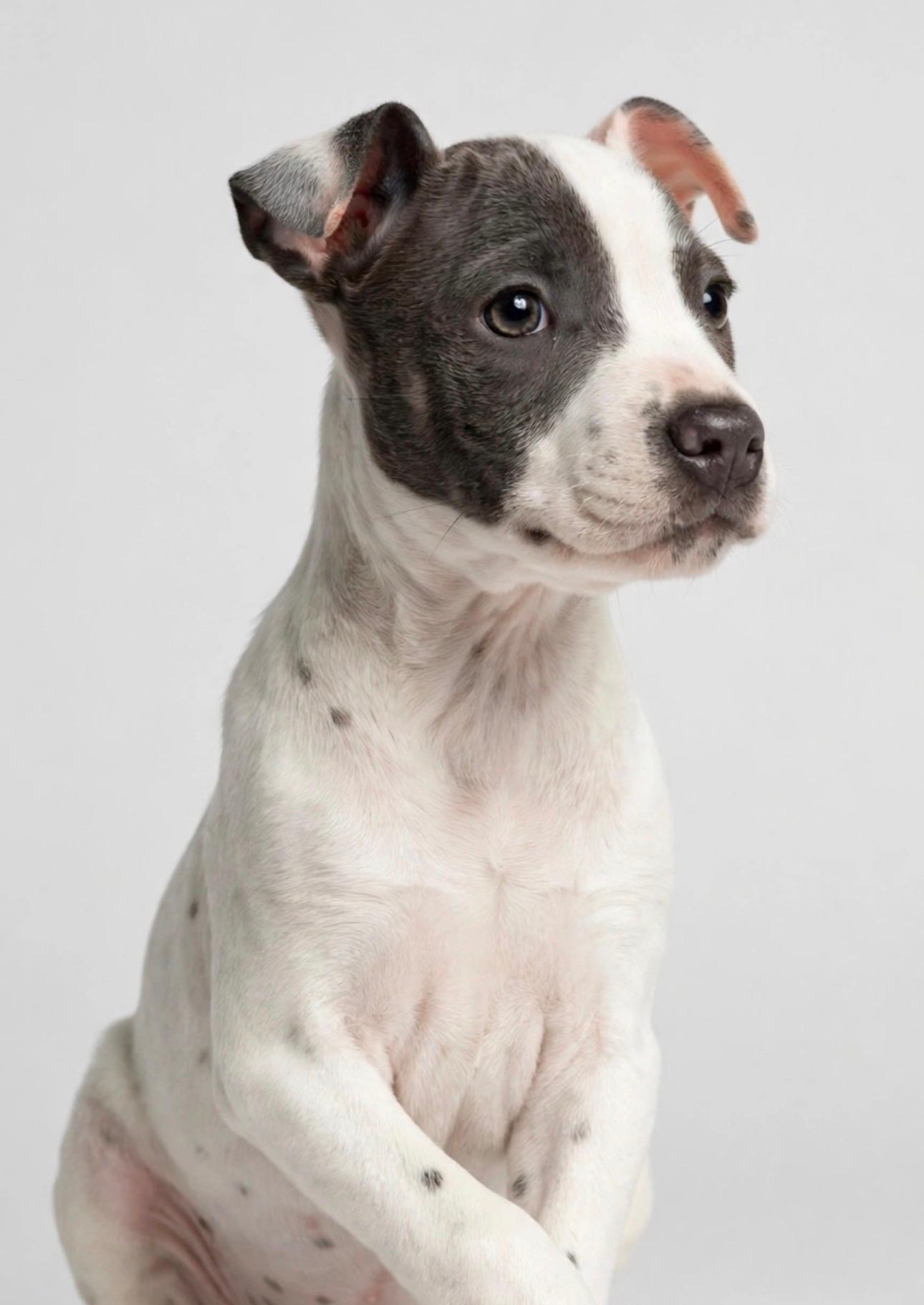 Enlarge MABLE, a Adoptable mixed breed in Butte, MT image 4/5