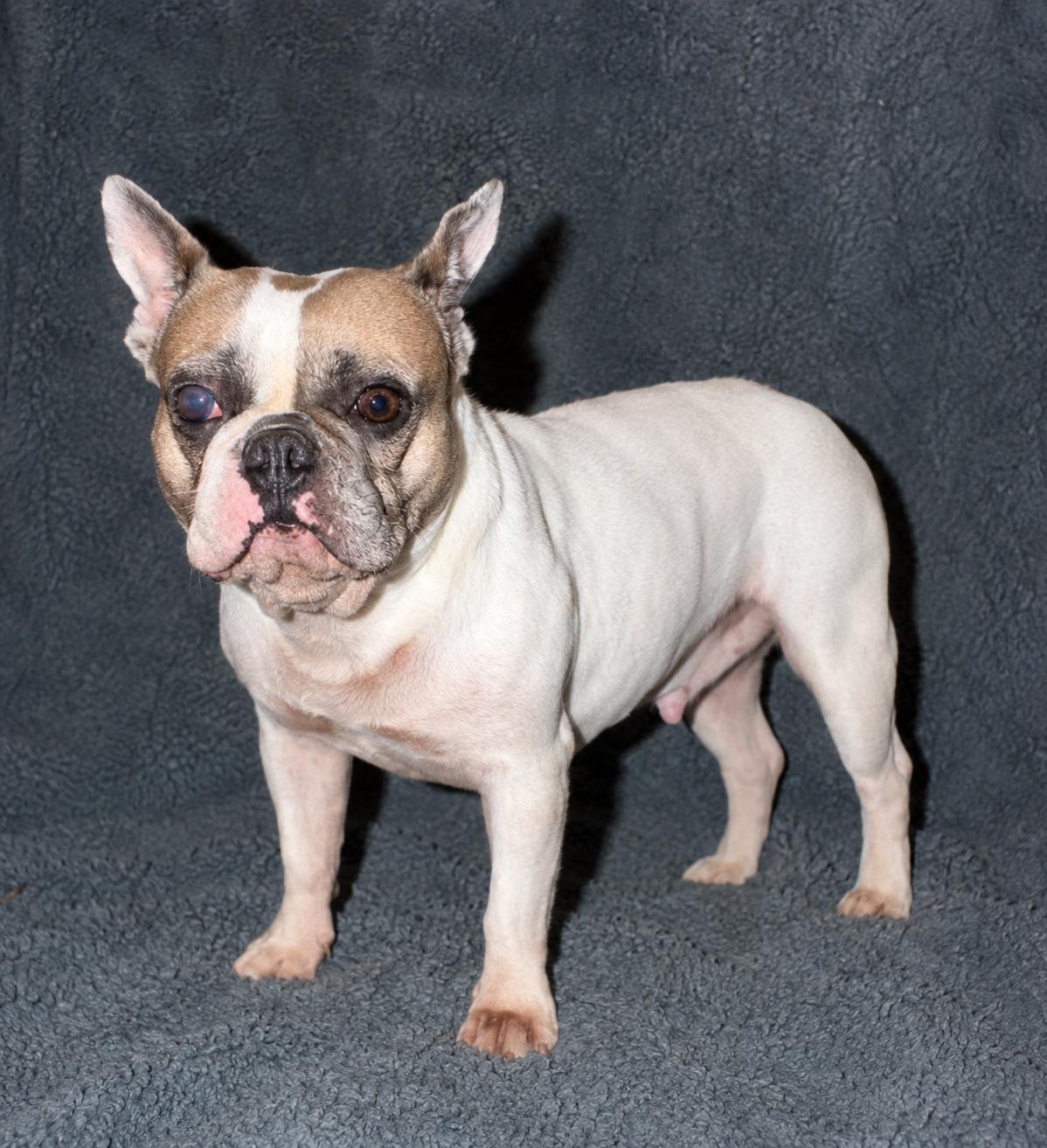 Gentry Sue, a ADOPTABLE French Bulldog in Pelham, NH image 4/6