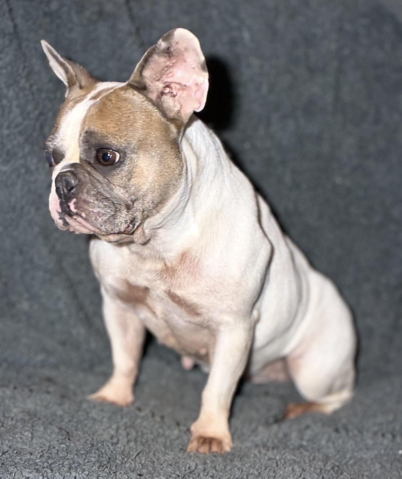 Gentry Sue, a ADOPTABLE French Bulldog in Pelham, NH image 6/6