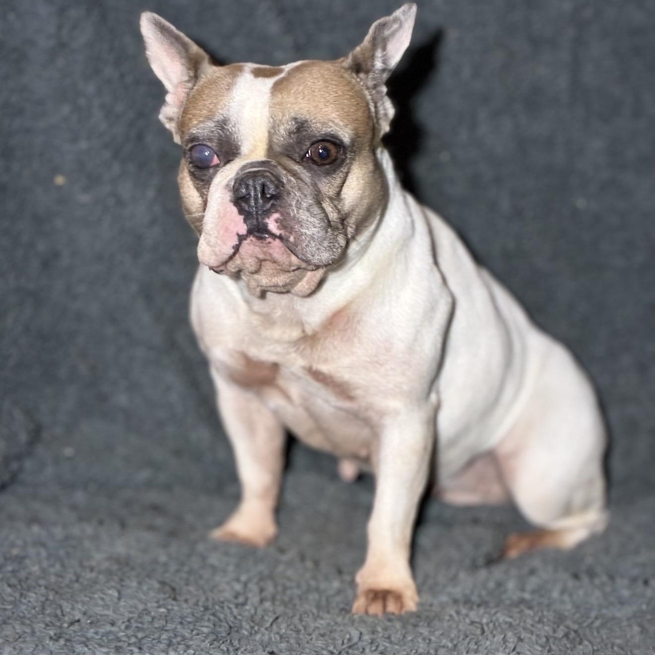 Gentry Sue, a ADOPTABLE French Bulldog in Pelham, NH image 2/6