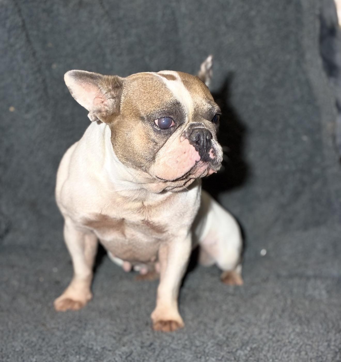 Gentry Sue, a ADOPTABLE French Bulldog in Pelham, NH image 5/6