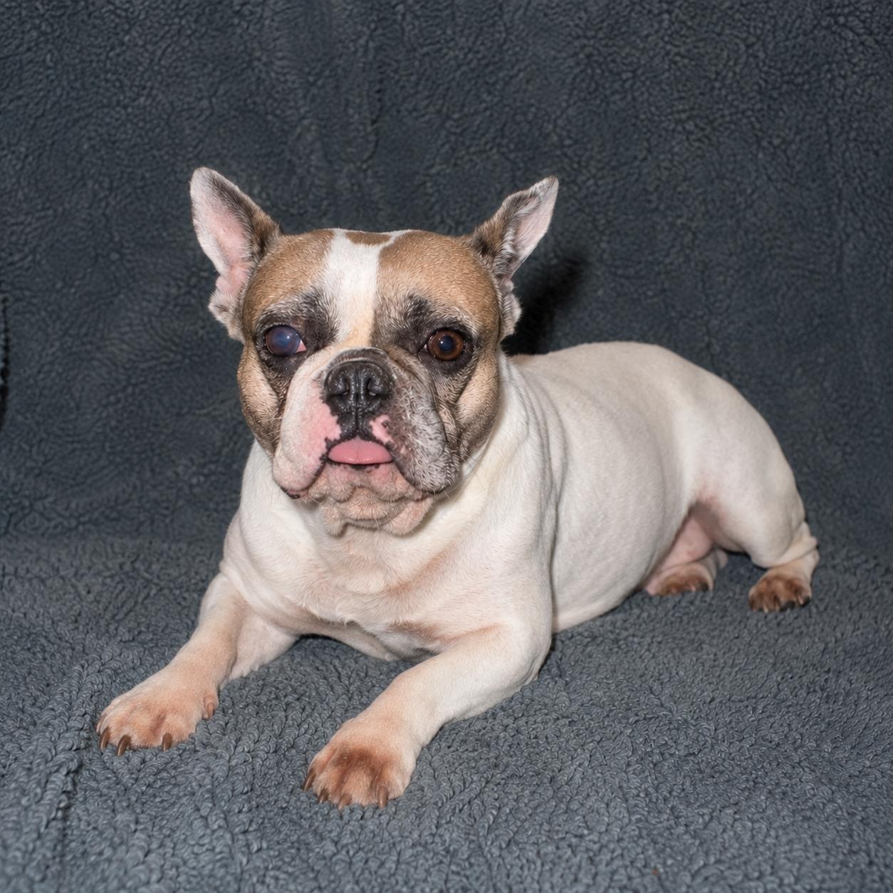 Gentry Sue, a ADOPTABLE French Bulldog in Pelham, NH image 1/6