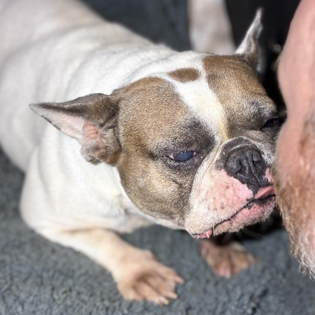 Gentry Sue, a ADOPTABLE French Bulldog in Pelham, NH image 3/6