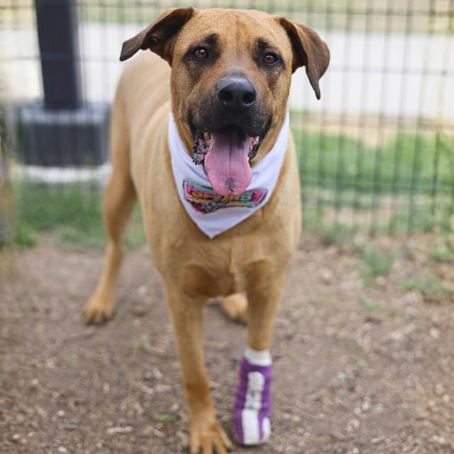 Enlarge Nutmeg, a ADOPTABLE mixed breed in Toledo, OH image 1/4