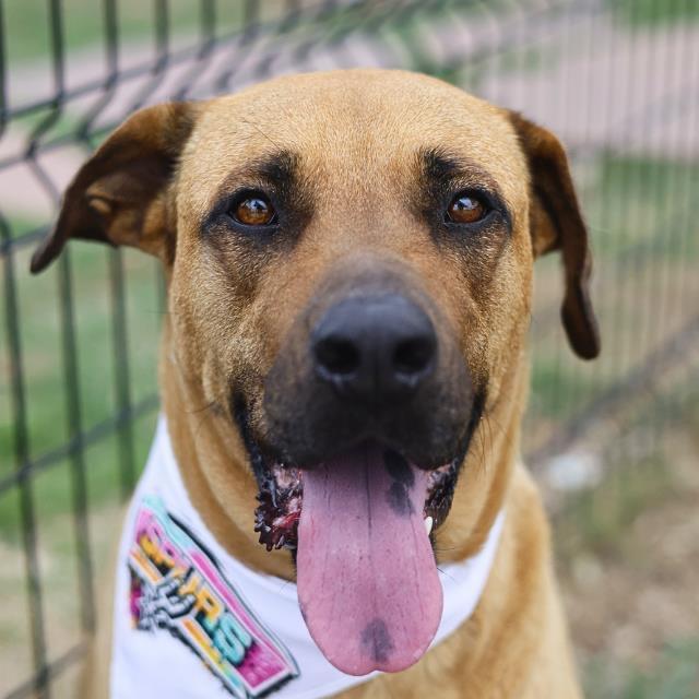 Enlarge Nutmeg, a ADOPTABLE mixed breed in Toledo, OH image 2/4