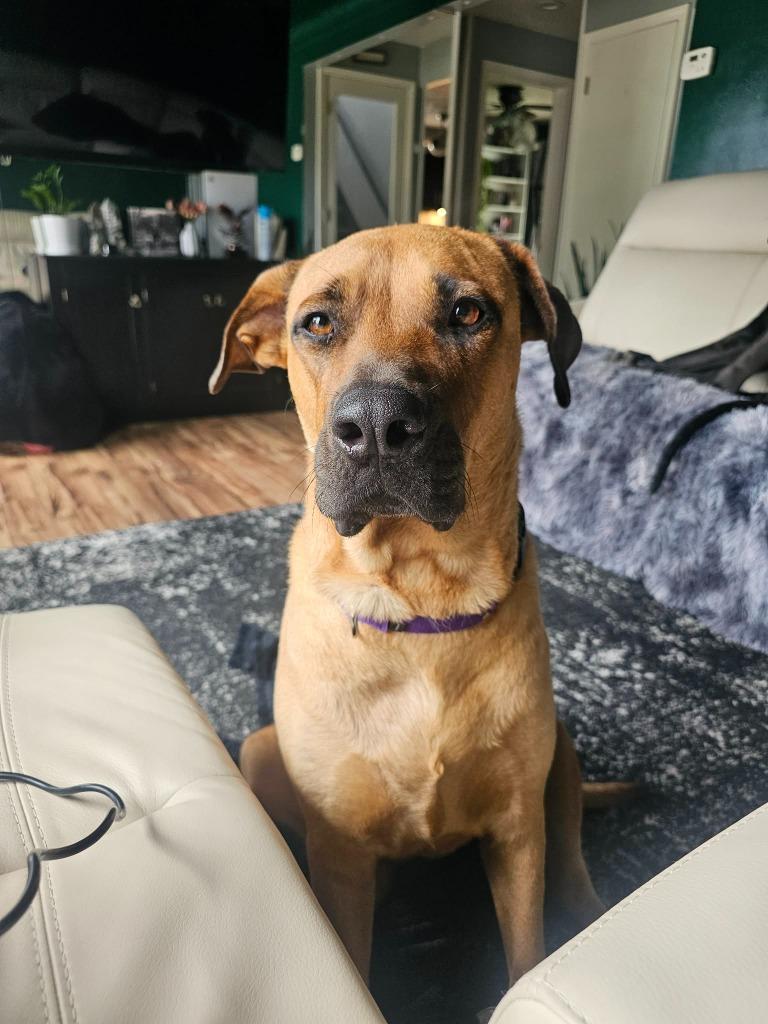 Enlarge Nutmeg, a ADOPTABLE mixed breed in Toledo, OH image 4/4