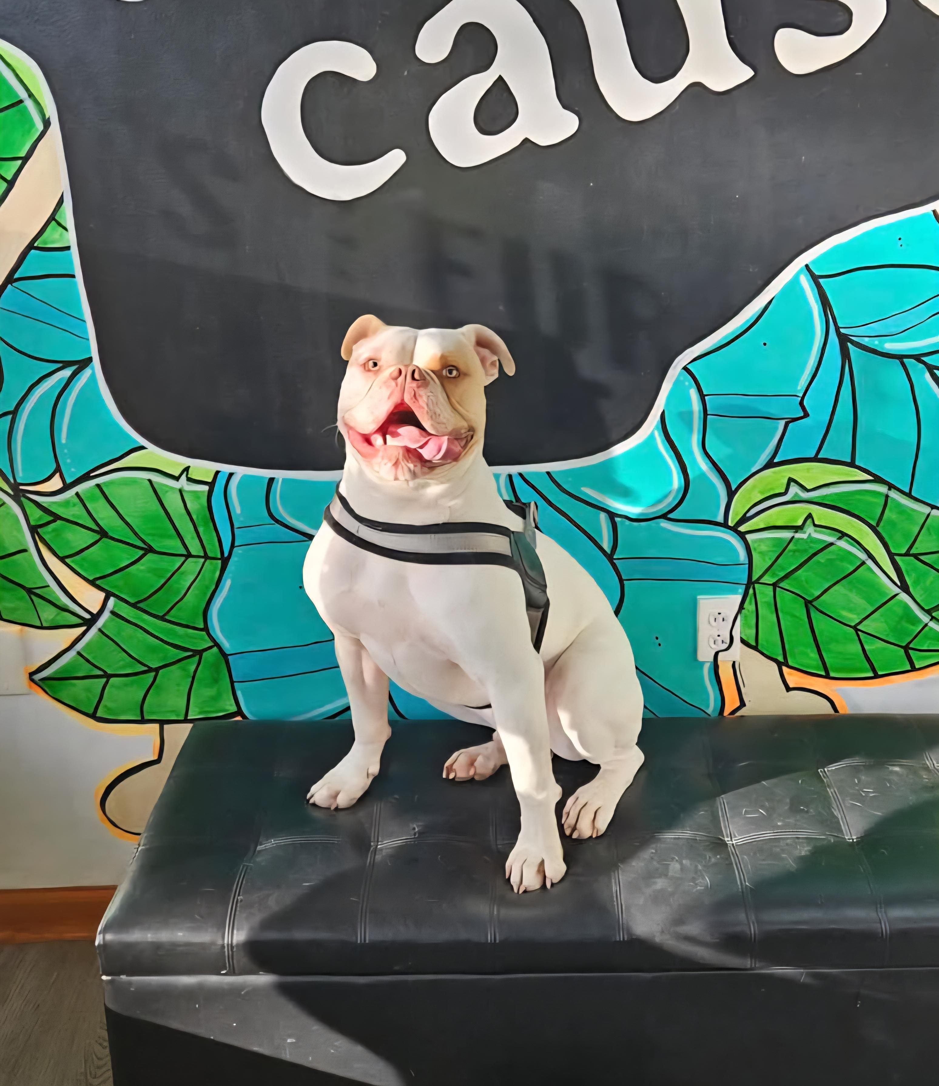 Enlarge Chico.  tinycauseadopt@gmail.com, a Adoptable mixed breed in Vandergrift, PA image 1/1