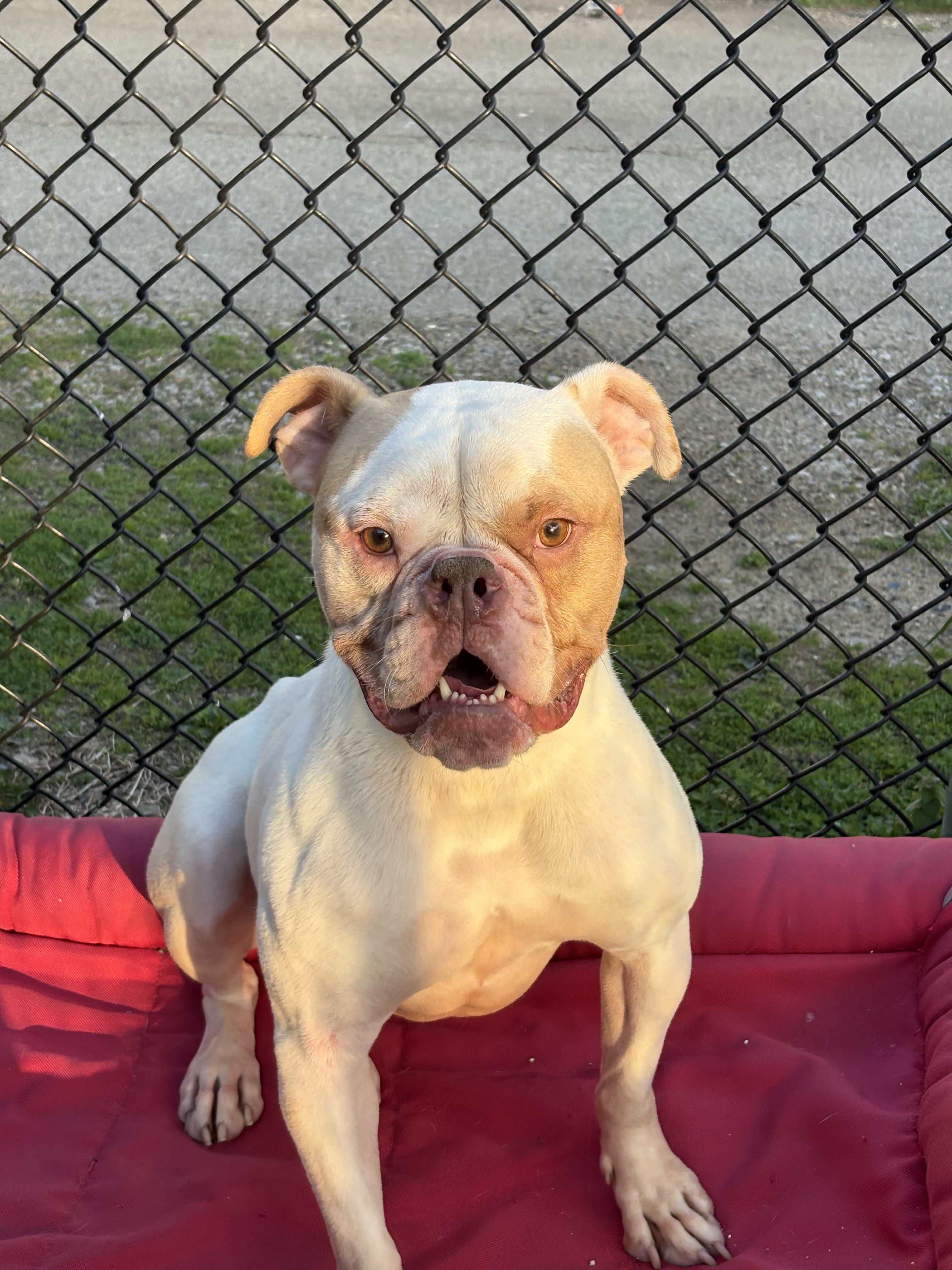 Enlarge Chico.  tinycauseadopt@gmail.com, a Adoptable mixed breed in Vandergrift, PA image 3/5