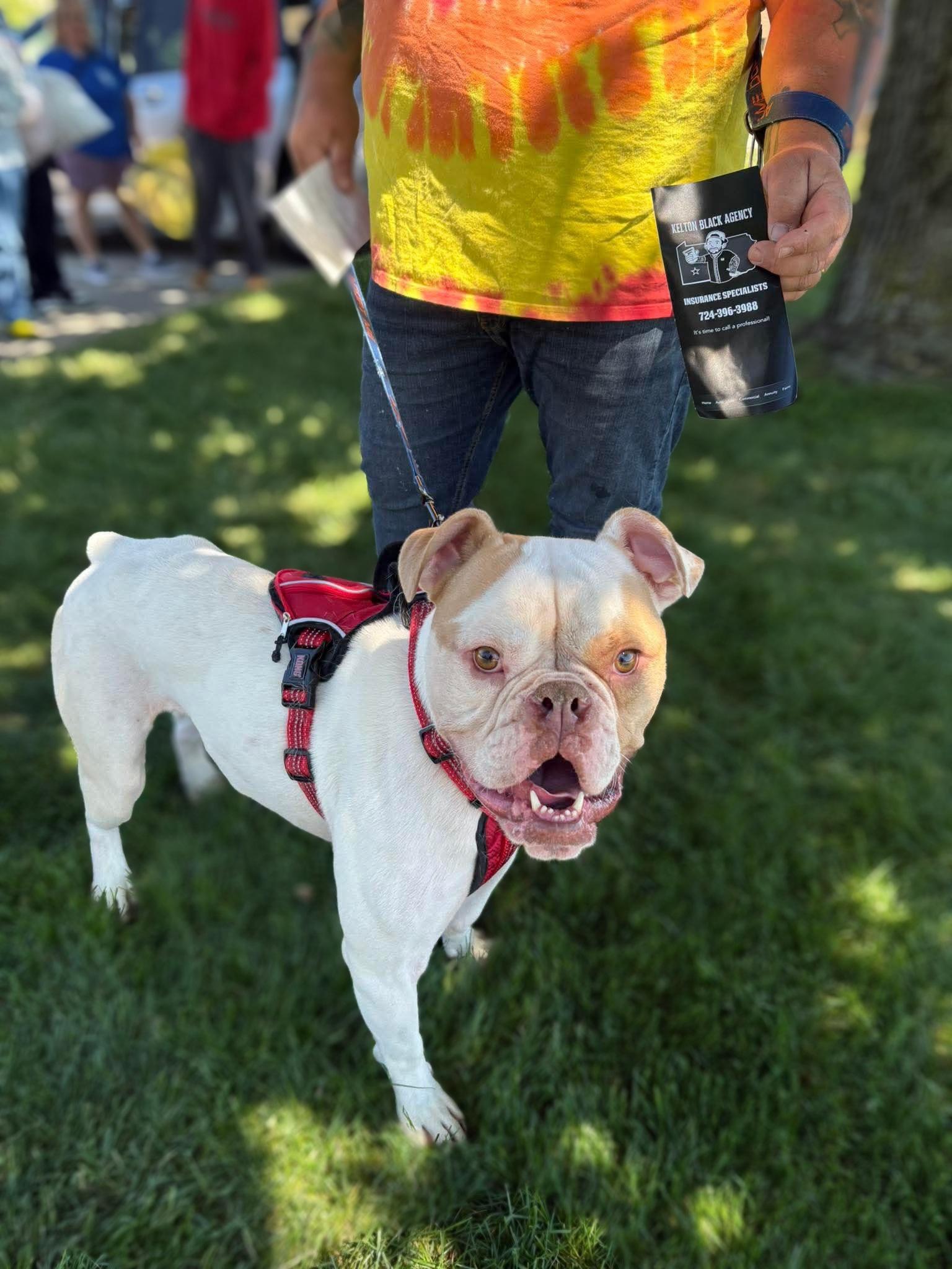 Chico. tinycauseadopt@gmail.com, a Adoptable mixed breed in Vandergrift, PA image 1/6