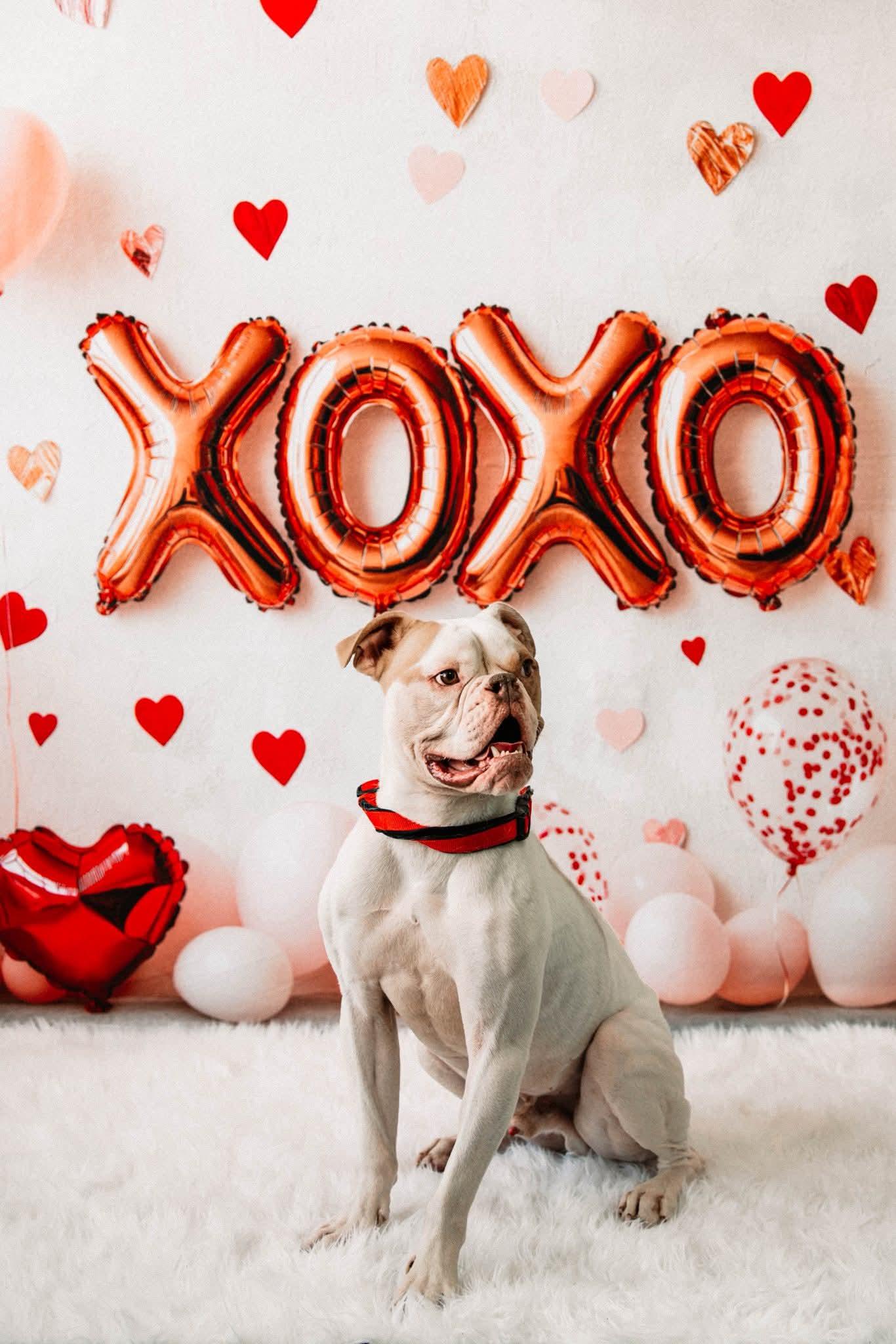 Enlarge Chico.  tinycauseadopt@gmail.com, a Adoptable mixed breed in Vandergrift, PA image 4/4