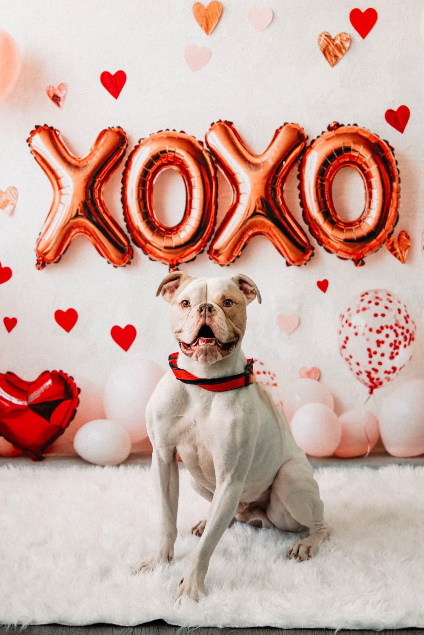 Chico.  tinycauseadopt@gmail.com, Adoptable, Young Male Bulldog.