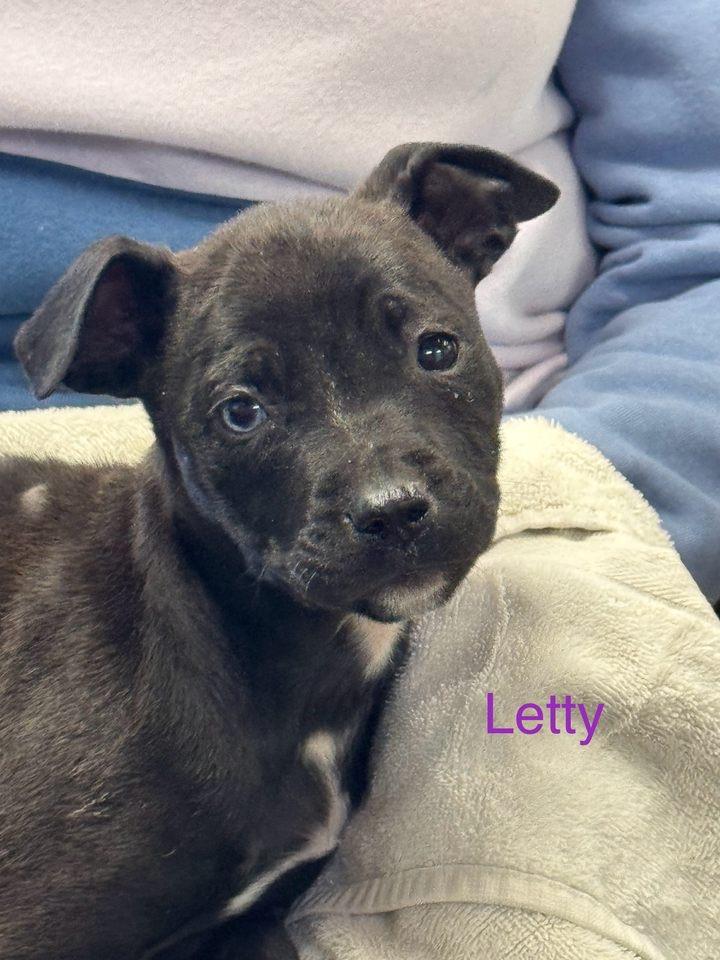 Letty