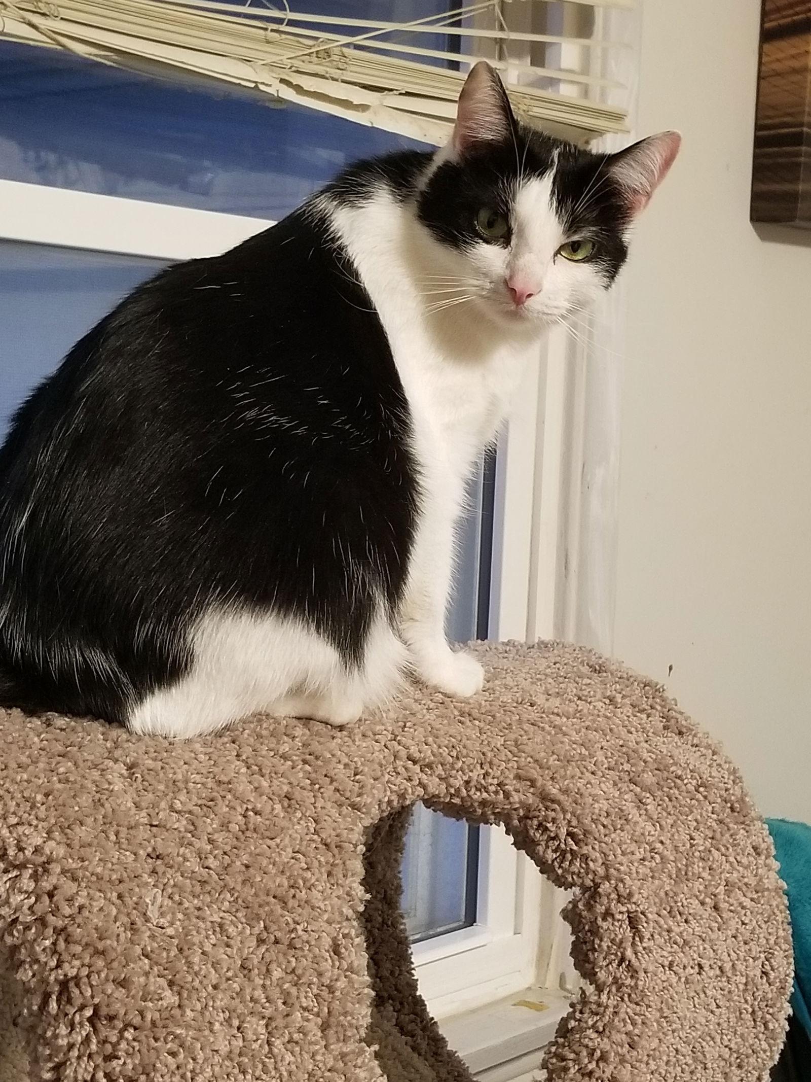 Enlarge Super Stephanie!, a Adoptable Domestic Short Hair in Buena Park, CA image 1/3