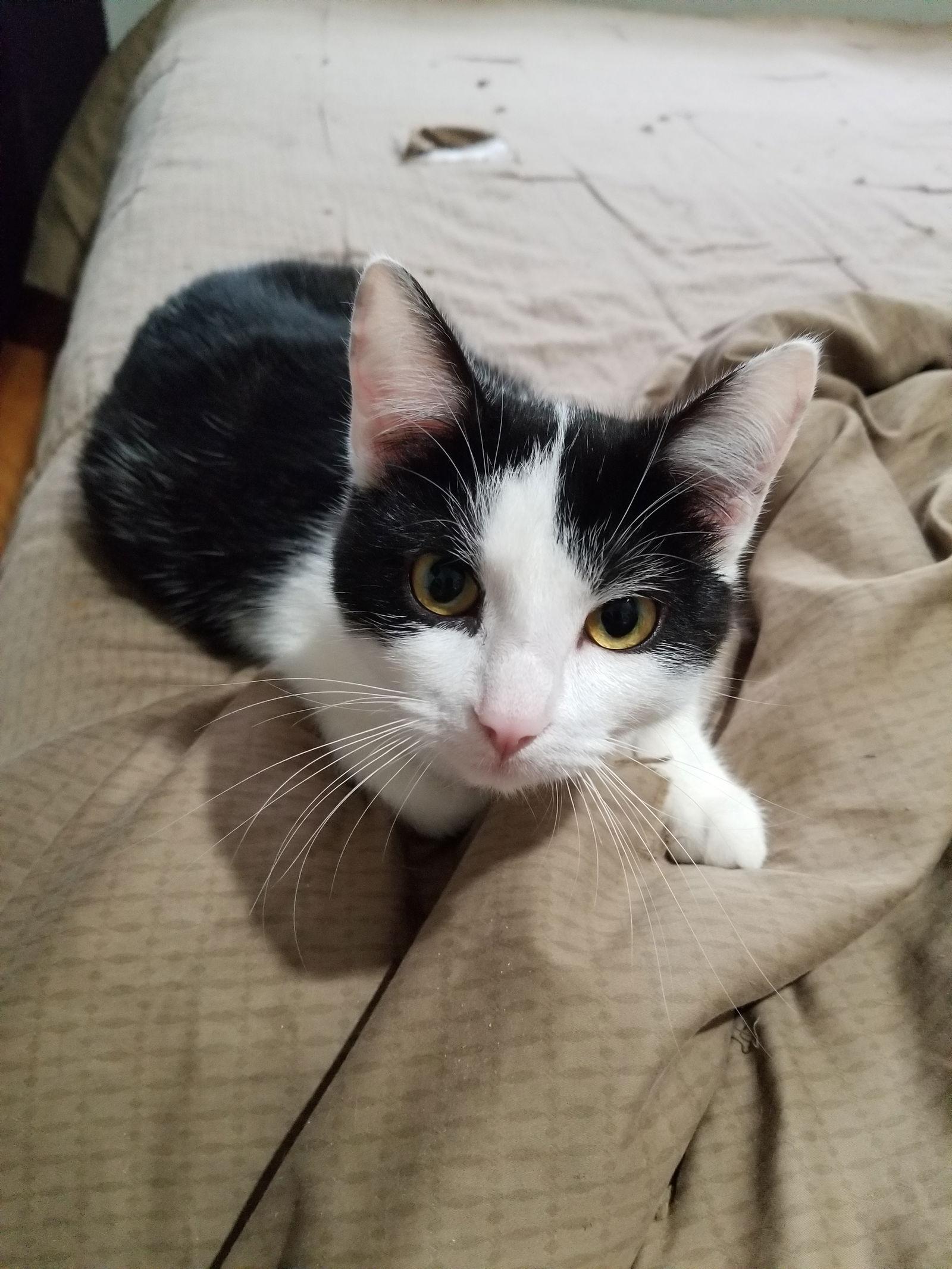 Enlarge Super Stephanie!, a Adoptable Domestic Short Hair in Buena Park, CA image 2/3