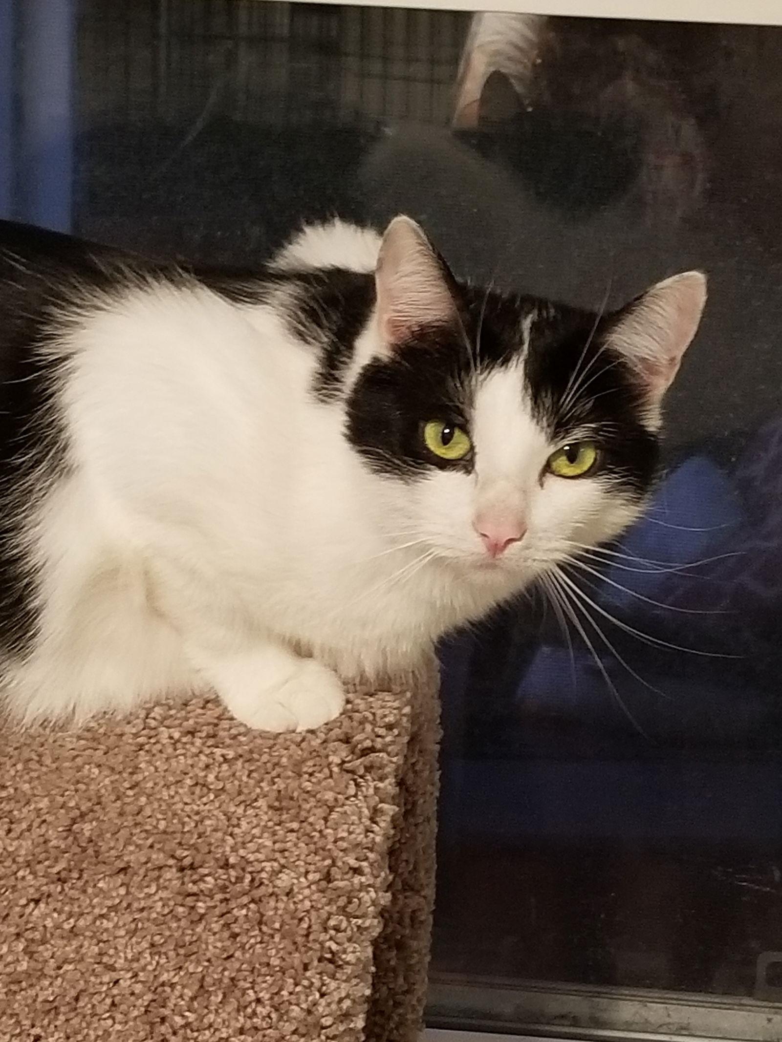 Super Stephanie!, Adoptable, Young Female Domestic Short Hair.