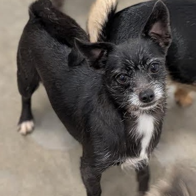 Enlarge Rhea, a Adoptable mixed breed in Blue Earth, MN image 3/4