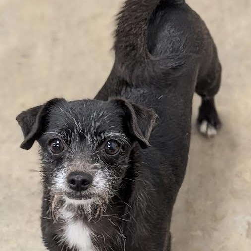 Enlarge Rhea, a Adoptable mixed breed in Blue Earth, MN image 1/4