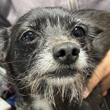 Enlarge Rhea, a Adoptable mixed breed in Blue Earth, MN image 2/4